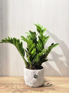 زاميه طبيعيه