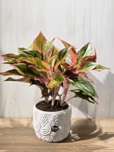 إجلومليا أحمر