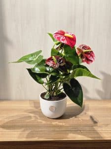 أنثوريوم أحمر