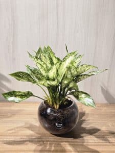 إجلومليا أبيض